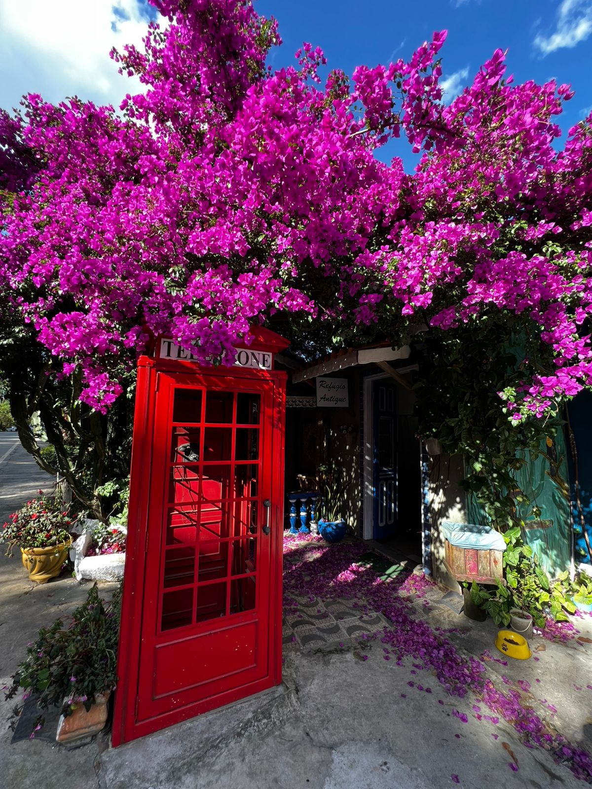 Cabine telefônica inglesa vermelha na frente do antiquário, sob um arco de buganvílias magenta